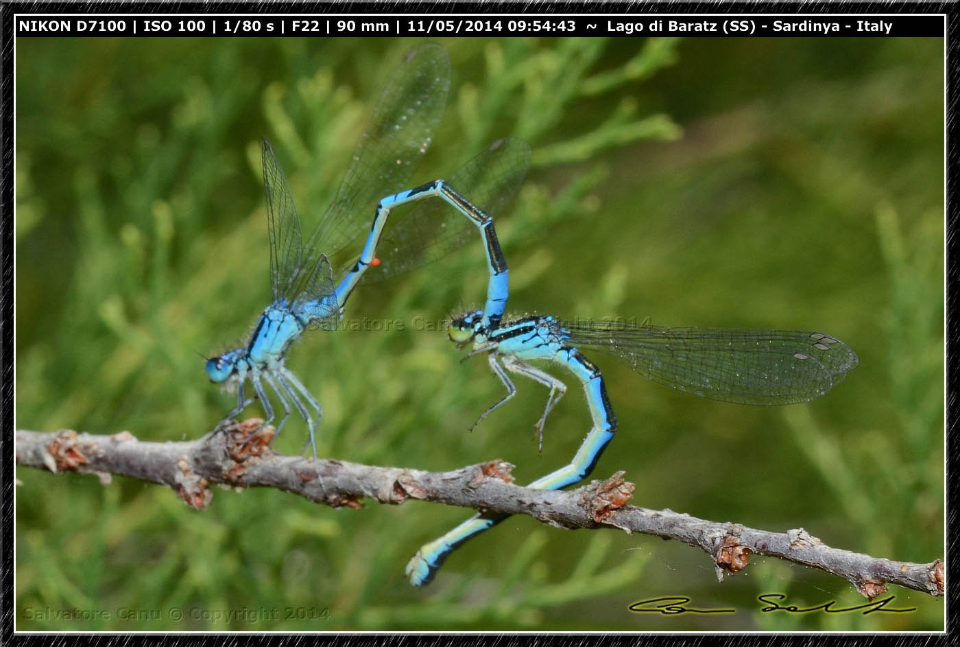 Coenagrion scitulum, accoppiamento da Baratz (SS)